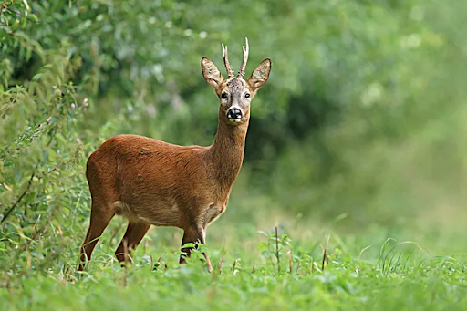 Protect Your Shrubs & Trees