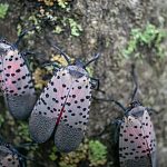 Spotted Lanternfly