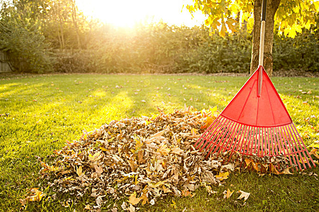 Raking Leaves